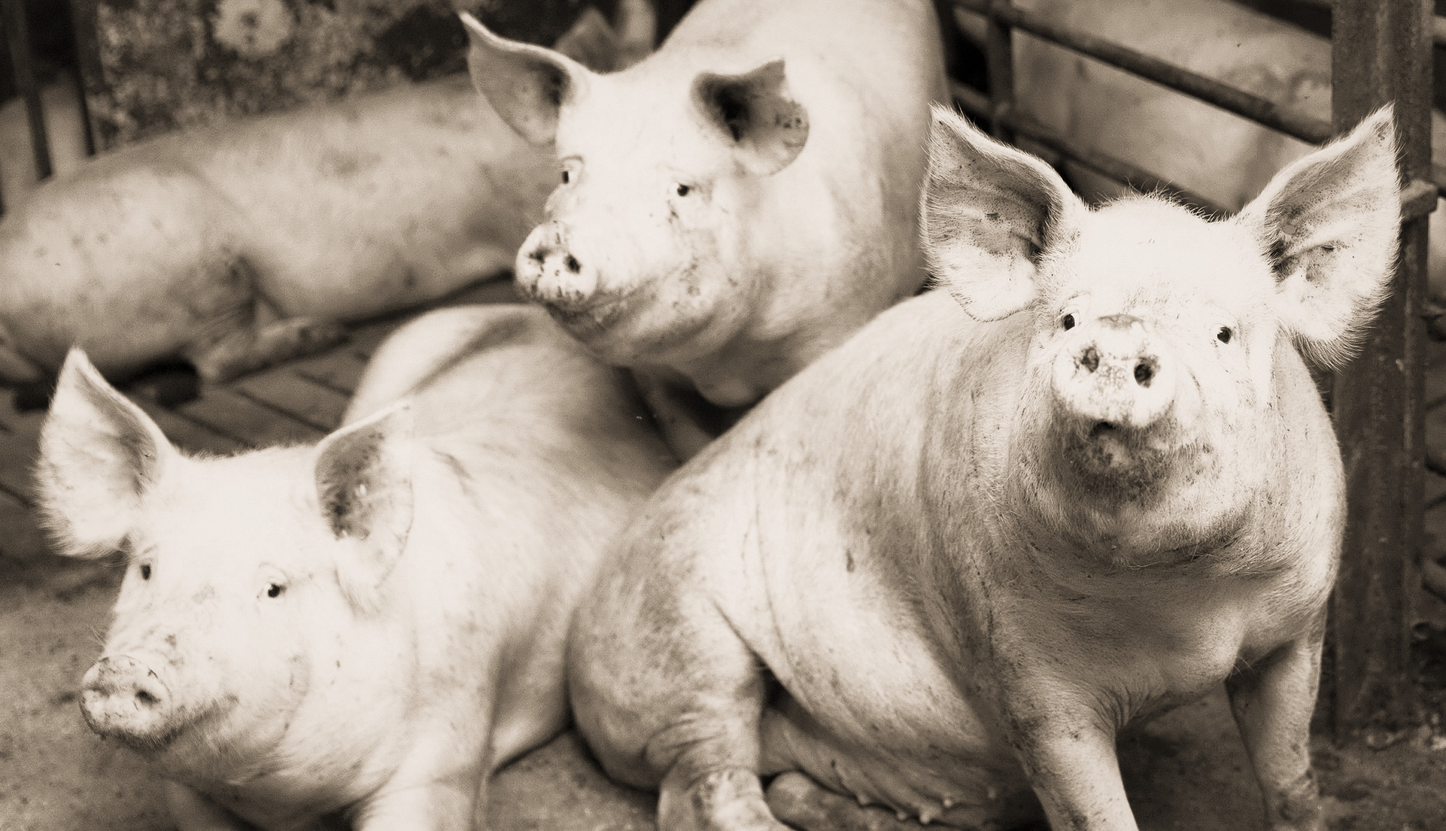 BankhoeveVlees varkens